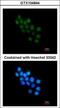 Forkhead box protein B1 antibody, GTX104844, GeneTex, Immunofluorescence image 