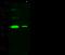 Cell adhesion molecule 4 antibody, 100945-T32, Sino Biological, Western Blot image 