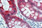 Keratin 18 antibody, SM1360B, Origene, Immunohistochemistry frozen image 