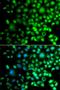 Jun Proto-Oncogene, AP-1 Transcription Factor Subunit antibody, orb315575, Biorbyt, Immunofluorescence image 