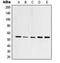 TFDP1 antibody, orb214654, Biorbyt, Western Blot image 