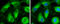 Cytochrome P450 Family 3 Subfamily A Member 43 antibody, GTX117120, GeneTex, Immunocytochemistry image 