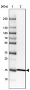 Ribosomal Protein L35 antibody, PA5-52245, Invitrogen Antibodies, Western Blot image 