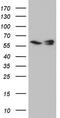 HR23B antibody, CF804862, Origene, Western Blot image 
