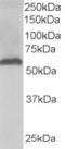 58K Golgi protein antibody, EB06442, Everest Biotech, Western Blot image 