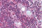 Platelet-activating factor acetylhydrolase IB subunit alpha antibody, MBS241299, MyBioSource, Immunohistochemistry frozen image 