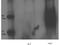 Interleukin 7 Receptor antibody, P02222, Boster Biological Technology, Western Blot image 
