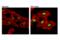 Histone H2B antibody, 34156S, Cell Signaling Technology, Immunofluorescence image 