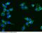 Myelin Associated Glycoprotein antibody, 13186-T34, Sino Biological, Immunohistochemistry paraffin image 