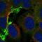 Cholinergic Receptor Nicotinic Alpha 5 Subunit antibody, HPA054381, Atlas Antibodies, Immunocytochemistry image 