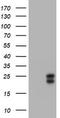 WAP four-disulfide core domain protein 2 antibody, TA801136, Origene, Western Blot image 