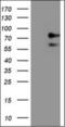 Arachidonate 15-Lipoxygenase antibody, orb314704, Biorbyt, Western Blot image 