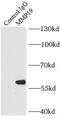 Matrix Metallopeptidase 19 antibody, FNab05237, FineTest, Immunoprecipitation image 