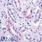 Arginine Vasopressin Receptor 2 antibody, LS-A273, Lifespan Biosciences, Immunohistochemistry paraffin image 