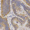 Purinergic Receptor P2Y11 antibody, LS-C332342, Lifespan Biosciences, Immunohistochemistry paraffin image 