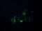 Dixin antibody, M05992, Boster Biological Technology, Immunofluorescence image 