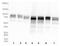 OPA1 Mitochondrial Dynamin Like GTPase antibody, MA5-16149, Invitrogen Antibodies, Western Blot image 