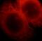 Ataxin 2 antibody, FNab00657, FineTest, Immunofluorescence image 