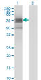BMX Non-Receptor Tyrosine Kinase antibody, LS-C196765, Lifespan Biosciences, Western Blot image 