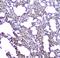 Aquaporin 5 antibody, A03085, Boster Biological Technology, Immunohistochemistry frozen image 