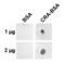 Crotonaldehyde antibody, SMC-534D-A488, StressMarq, Dot Blot image 