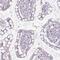 Adenylate Kinase 1 antibody, PA5-52297, Invitrogen Antibodies, Immunohistochemistry frozen image 