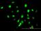 DNA-binding protein inhibitor ID-3 antibody, H00003399-M03, Novus Biologicals, Immunocytochemistry image 