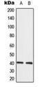 Lysophosphatidic Acid Receptor 3 antibody, orb224086, Biorbyt, Western Blot image 