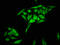 Histone H2B antibody, LS-C210872, Lifespan Biosciences, Immunofluorescence image 