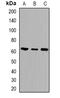 Taxilin Alpha antibody, orb382521, Biorbyt, Western Blot image 
