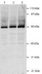 B-cell specific latent nuclear protein antibody, NB200-167, Novus Biologicals, Western Blot image 