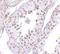 Mediator Complex Subunit 4 antibody, NBP1-76930, Novus Biologicals, Immunohistochemistry paraffin image 