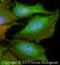 Keratin 1 antibody, NB110-89450, Novus Biologicals, Immunocytochemistry image 