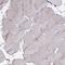 Melanoma inhibitory activity protein 3 antibody, HPA056816, Atlas Antibodies, Immunohistochemistry frozen image 