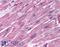 Heart And Neural Crest Derivatives Expressed 1 antibody, LS-B811, Lifespan Biosciences, Immunohistochemistry frozen image 