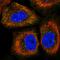 Centrosomal Protein 170B antibody, HPA000871, Atlas Antibodies, Immunocytochemistry image 