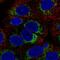 Growth Hormone Inducible Transmembrane Protein antibody, HPA061664, Atlas Antibodies, Immunocytochemistry image 