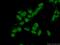 Heat shock protein beta-8 antibody, 15287-1-AP, Proteintech Group, Immunofluorescence image 