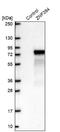 Zinc Finger Protein 394 antibody, NBP2-30811, Novus Biologicals, Western Blot image 