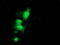 Chromosome 1 Open Reading Frame 50 antibody, LS-C337358, Lifespan Biosciences, Immunofluorescence image 