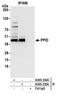 Peptidyl-prolyl cis-trans isomerase D antibody, A305-334A, Bethyl Labs, Immunoprecipitation image 