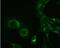 Replicase polyprotein 1a antibody, orb344441, Biorbyt, Immunofluorescence image 