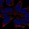 DCC Netrin 1 Receptor antibody, HPA055376, Atlas Antibodies, Immunofluorescence image 