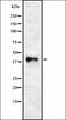 Wnt Family Member 5B antibody, orb337276, Biorbyt, Western Blot image 