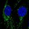 Neuroligin 2 antibody, PA5-65941, Invitrogen Antibodies, Immunofluorescence image 