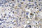 Platelet Derived Growth Factor Subunit A antibody, LS-C291726, Lifespan Biosciences, Immunohistochemistry frozen image 