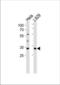 Caspase 9 antibody, TA325012, Origene, Western Blot image 