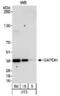 GAPDH antibody, TA336634, Origene, Western Blot image 