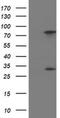 Pyrroline-5-Carboxylate Reductase 3 antibody, MA5-25319, Invitrogen Antibodies, Western Blot image 