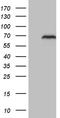 Neuronal PAS Domain Protein 1 antibody, TA809632S, Origene, Western Blot image 